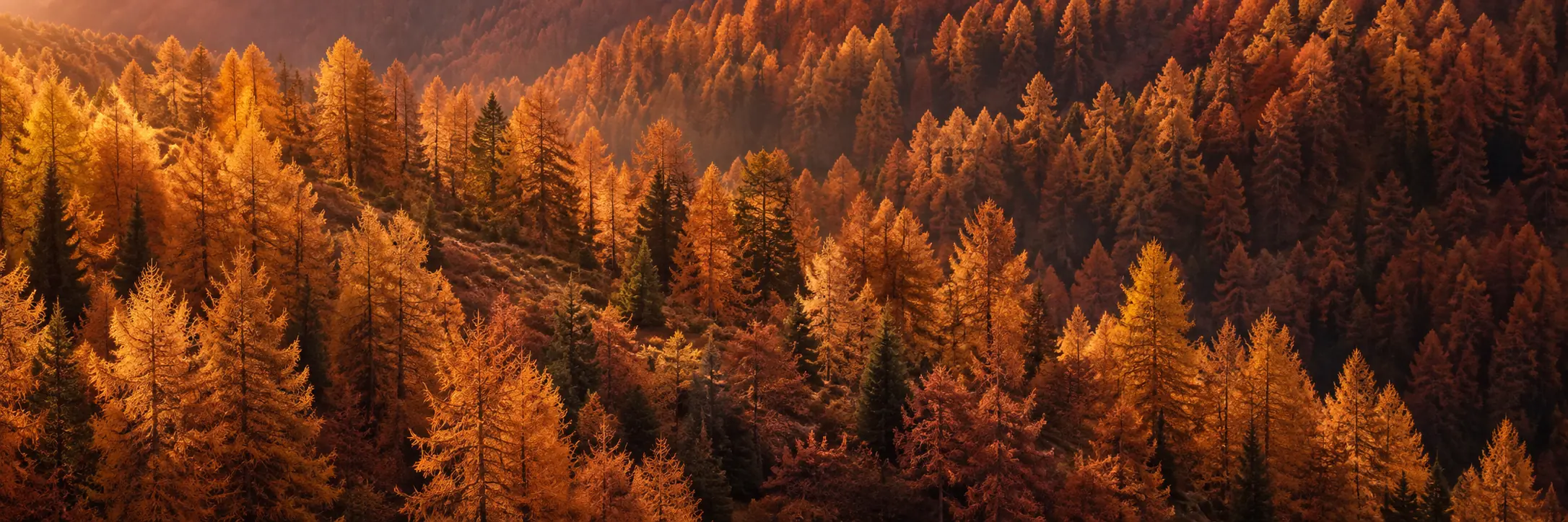 Versant de montagne couvert de mélèzes aux aiguilles dorées, dans une lumière rasante d’automne.